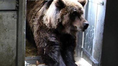 До ведмежого притулку "Домажир" передали ще одну ведмедицю