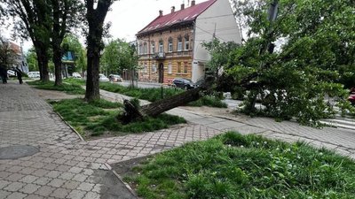У Львові дерево зупинило рух на вулиці