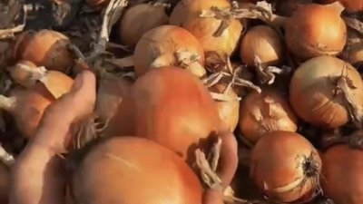 На Львівщині вродила цибуля (ВІДЕО)
