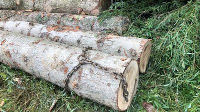 У Старосамбірському районі вилучили нечіповані колоди ялиці (ФОТО)