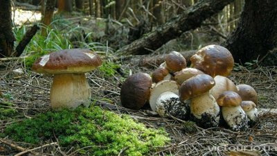 На Львівщині грибники наткнулися у лісі на схрон боєприпасів