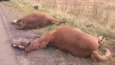 Біля Дрогобича волинянин фургоном вбив двох коней