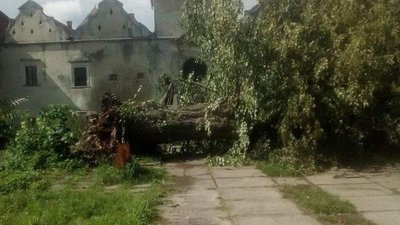 Поблизу Свіржського замку вітер повалив 200-річну липу (ФОТО)