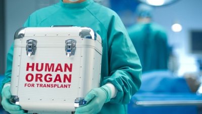 Продам нирку: скільки коштує людське тіло