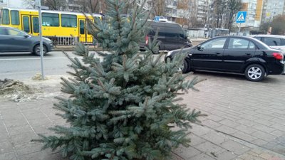 Ціни на ялинки у Львові