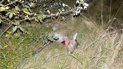 На Бродівщині браконьєр вбив оленя (ФОТО)