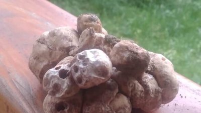 На Львівщині чоловік знайшов найдорожчі гриби (ФОТО)