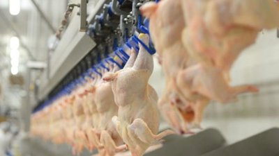 Нелегальні працівники однієї з птахофабрик Львівщини завдали чималих збитків підприємству
