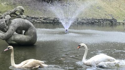 На озеро у Стрийському парку повернулися лебеді (ФОТО)