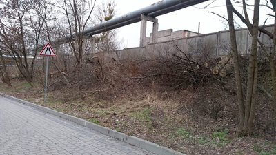 У Львові у спальному районі зрізали дерева