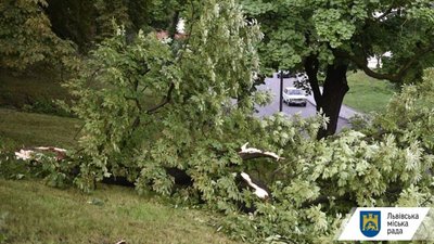 У Львові негода повалила 27 дерев (ФОТО)