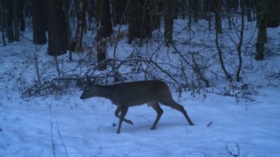 У Яворівському національному природному парку у фотопастку потрапила Сарна європейська