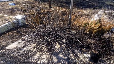 На Львівщині горів сільський цвинтар (ФОТО)