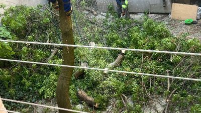 У Львові зрізали здорове дерево (ФОТО)