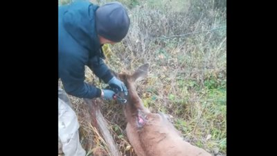 На Закарпатті звільнили з пастки тільну косулю, яка заплуталася в колючому дроті (ВІДЕО)