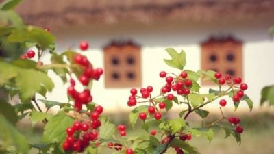 У Шевченківському районі  Львова з’явилася вулиця Калинова