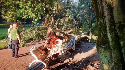 У Стрийському парку впала велетенська гілка на пішохідну алею (ФОТО)