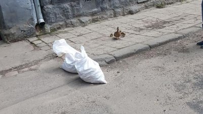 У Львові патрульна поліція нарешті знайшла роботу: врятувала дику качку (ФОТО)