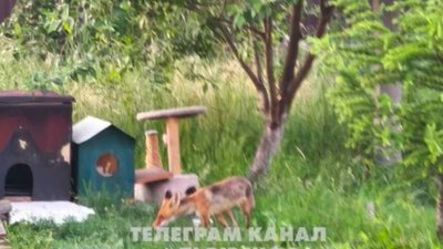 У Сокільниках гуляє лисиця (ВІДЕО)