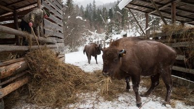 На Львівщині побудують вольєр для зубрів (ФОТО)