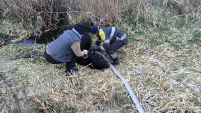 На Львівщині рятувальники витягнули корову із болота