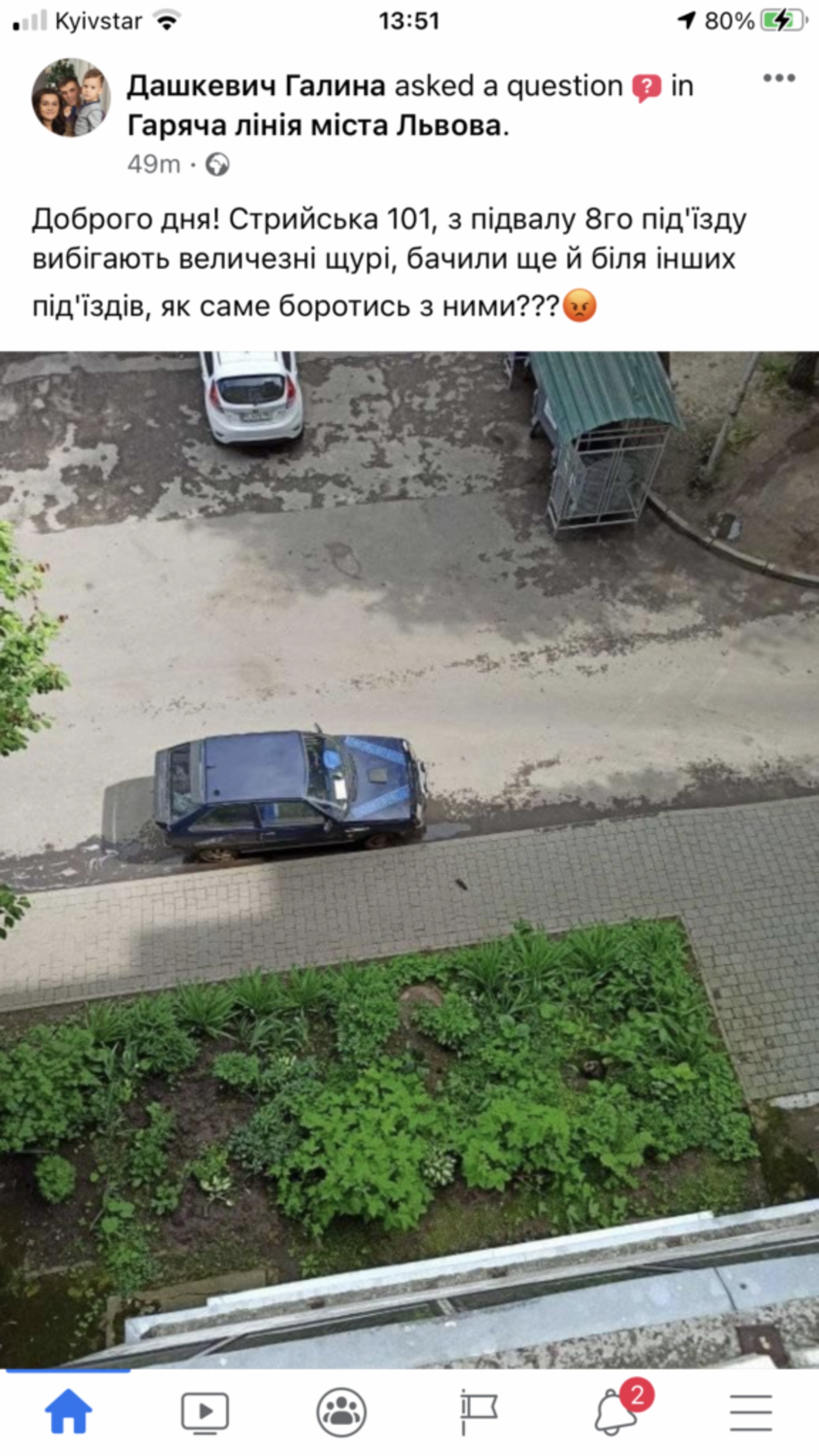 У Львові продовжують господарювати щурі, фото Гаряча лінія міста Львова