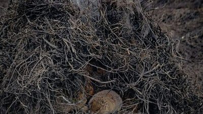 На Львівщині у пожежі загинув їжак