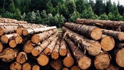 На Львівщині лісові господарства реалізували 88% виставленого обсягу пиловника дуба
