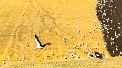 Лелеки прощаються із Львівщиною (ФОТО, ВІДЕО)