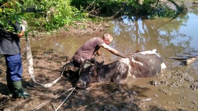 На Золочівщині корові врятували життя