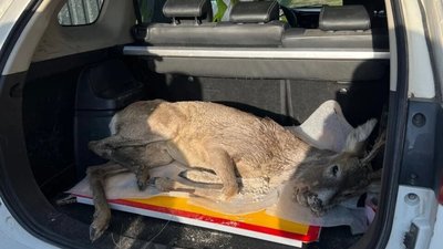 Біля Львова врятували поранену косулю