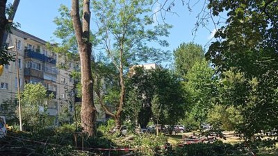 У Львові зрубали тополю