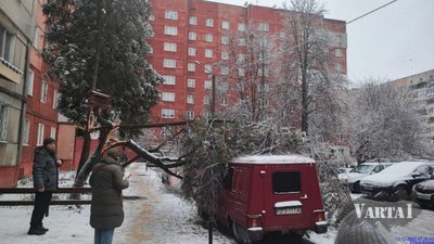 У Львові дерева пошкодили автомобілі (ФОТО)