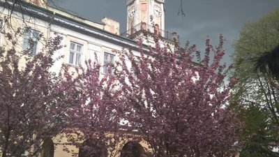 У Самборі зацвіли сакури (ФОТО)
