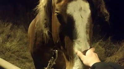 На трасі Київ – Чоп кілька діб голодує покинутий господарем кінь