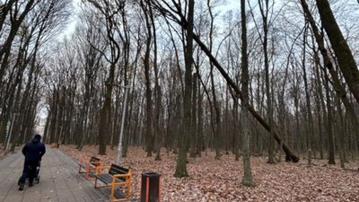 У Львові у парку помітили аварійне дерево (ФОТО)