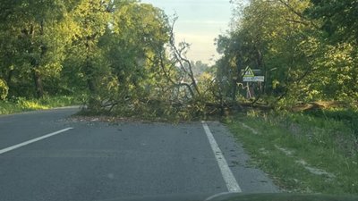 На Львівщині дерево перекрило рух транспорту (ФОТО)