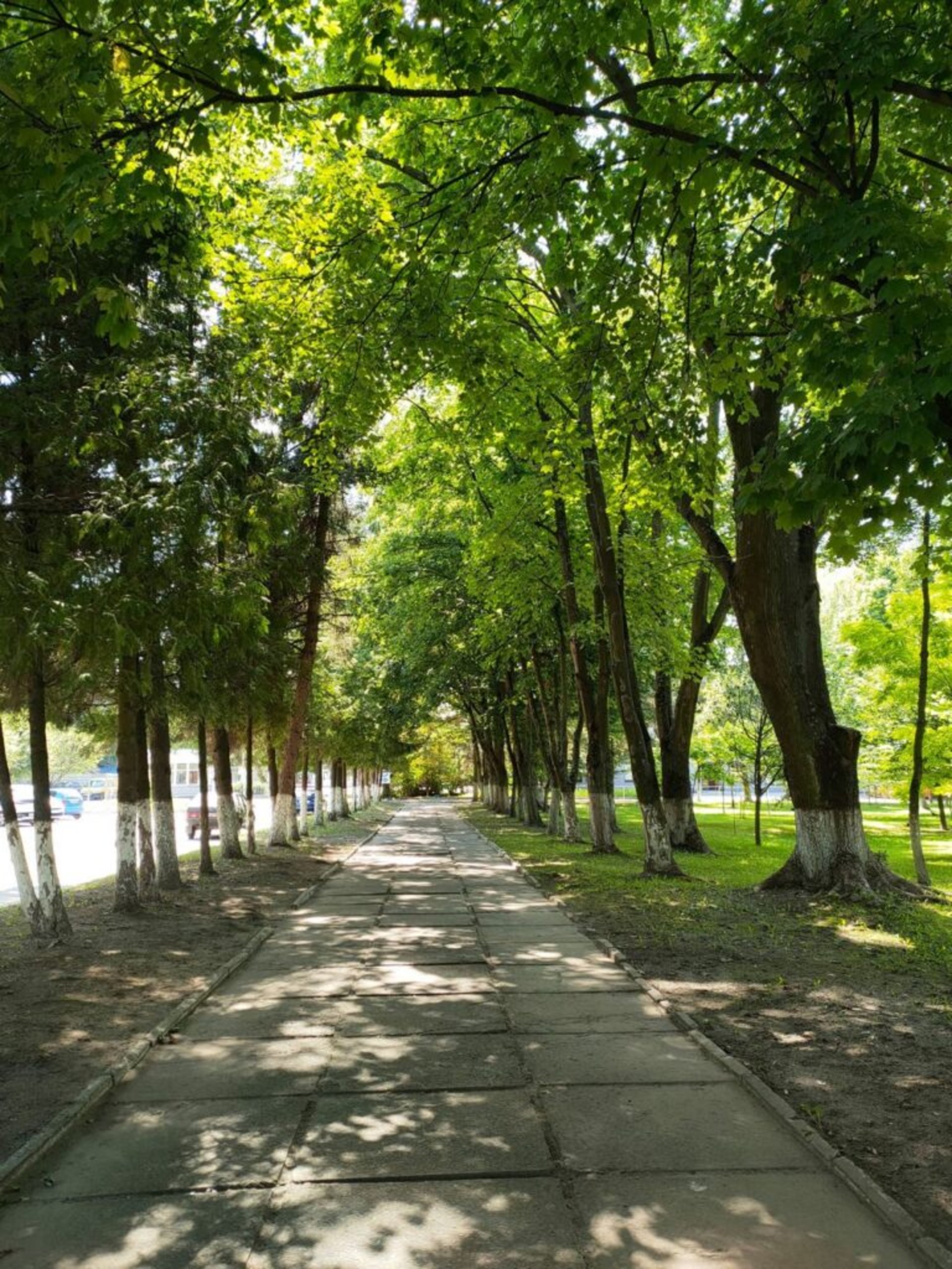 У Львові на Шевченка, 315 збережуть зелену зону, фото ЛМР