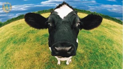 Фермери Львівщини можуть отримати дотацію за утримання корів