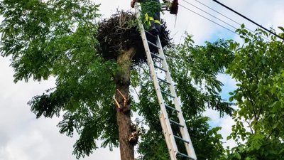 На Львівщині врятували лелек