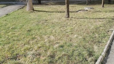 У Львові у спальному районі виник скандал через вишні