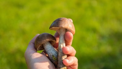 На Львівщині четверо людей потрапили в реанімацію через отруєння грибами