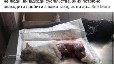 У Львові рятують кота (ФОТО 18+)