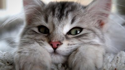 Українці зароблятимуть на... котячому муркотінні