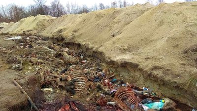 На Львівщині виявили підпільний скотомогильник і бус на «бляхах» з рештками тварин (ФОТО)