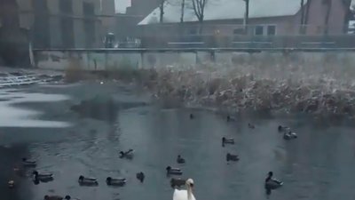 У Львові на очах у городян лебідь вмерзає у кригу
