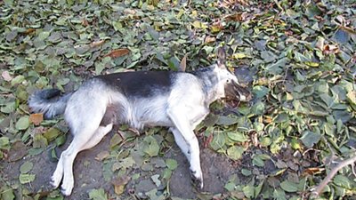 У Винниках невідомі масово труять собак