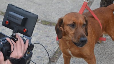 На Львівщині 13-річний хлопчик ризикуючи собою, врятував пса із лабіринтів теплотраси (ВІДЕО, ФОТО)