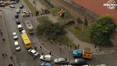 Вражаюче відео: як у Львові столітній ясен  зупинив рух у центрі міста