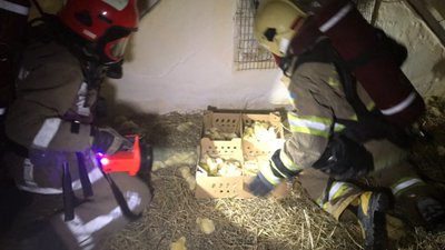 На Львівщині у пожежі загинули 30 000 голів добових курчат бройлера (ФОТО, ВІДЕО)